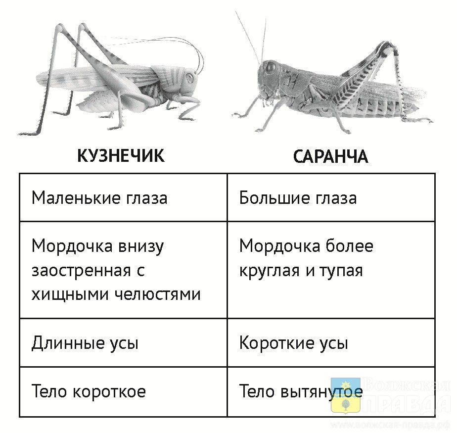 В Волгоградской области готовятся к нашествию саранчи в 2026 году