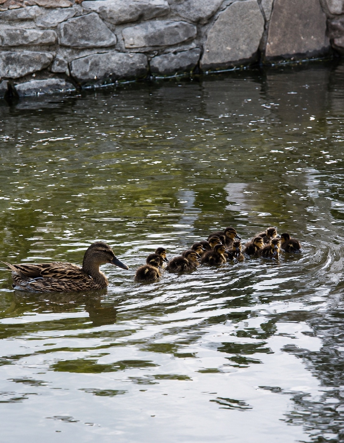 🦆 Утиное новоселье в парке «Гидростроитель»!