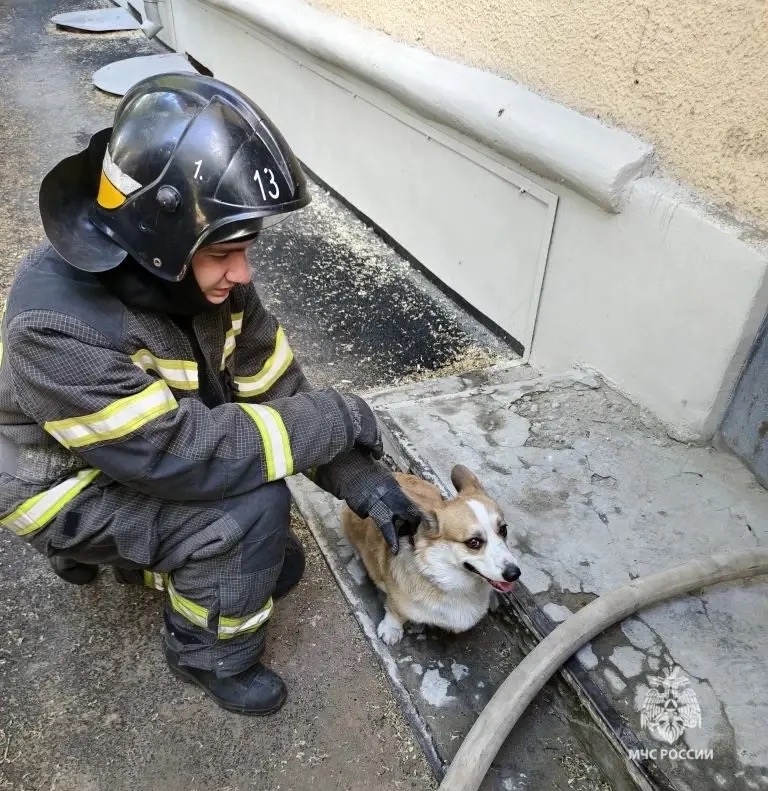 🚒 Волжские пожарные вынесли из горящей квартиры корги
