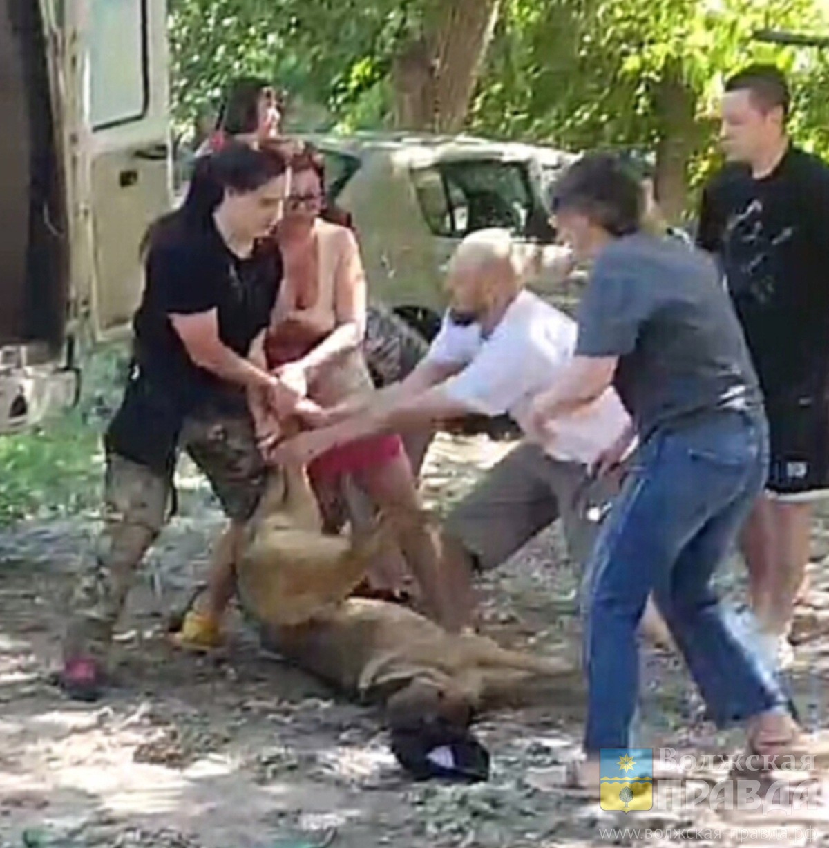 Волгоградцы, напавшие на сотрудницу отлова, готовят коллективное обращение  