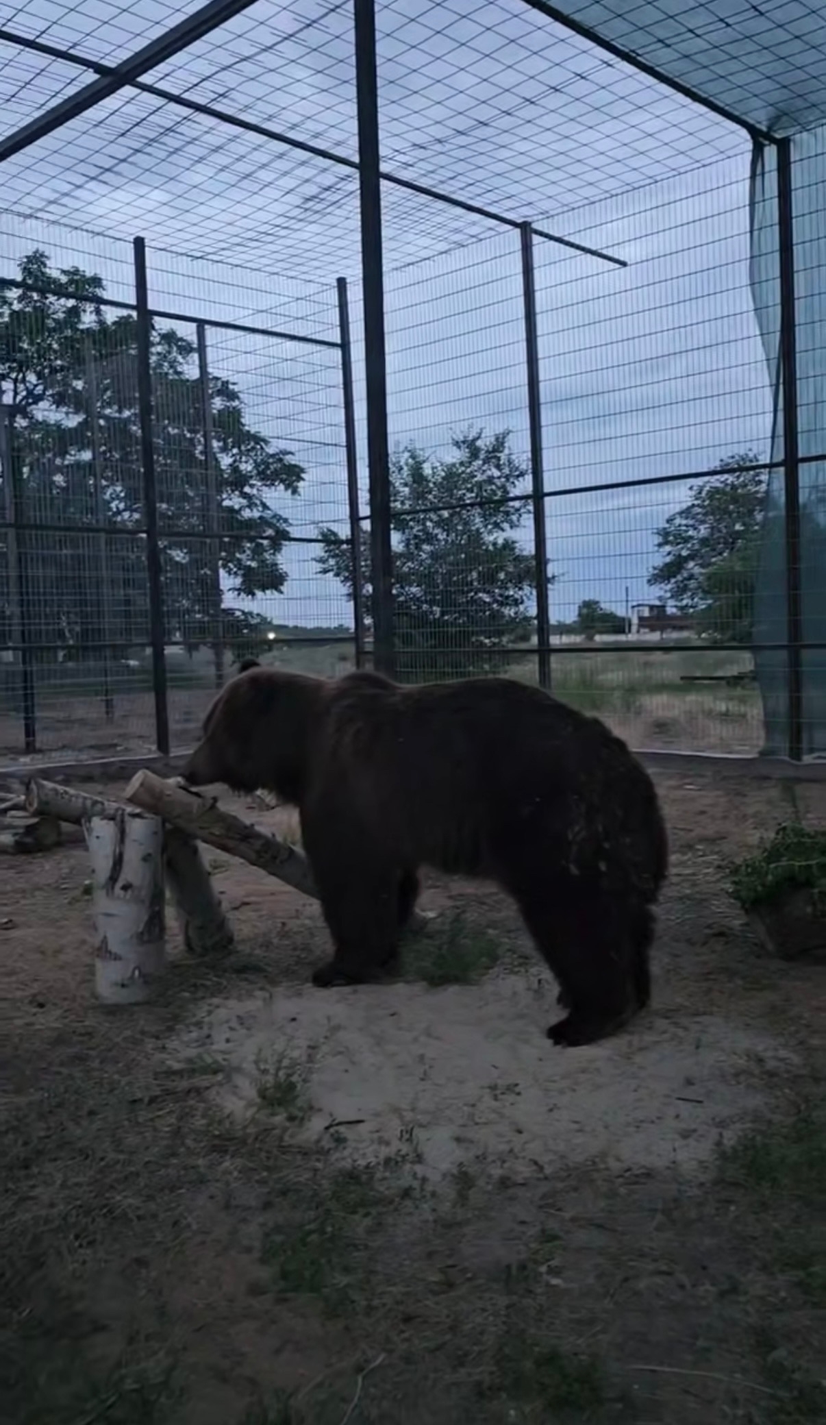🐻 Из Дагестана в новый дом: в Волгоград прибыли три спасённых медведя