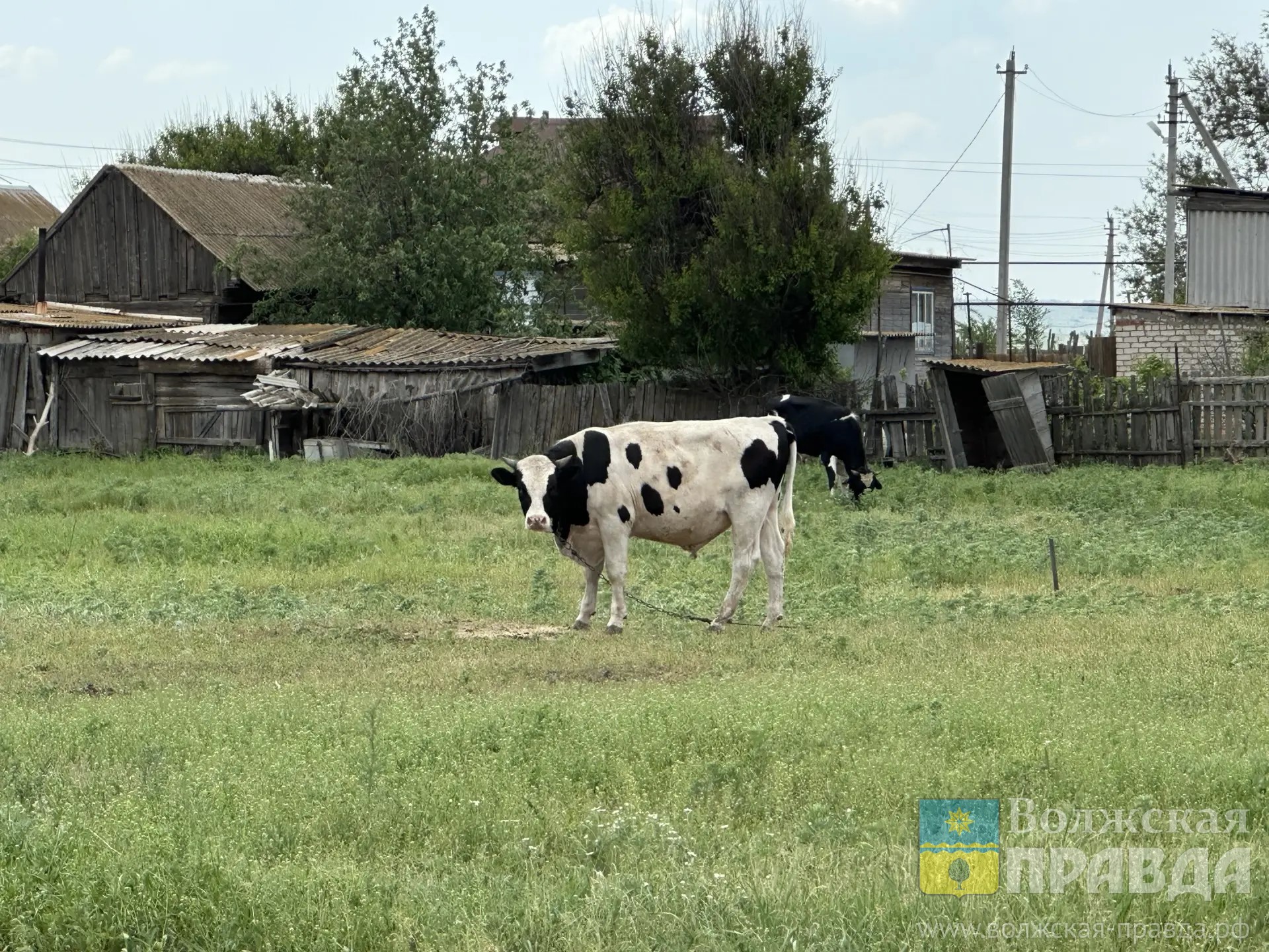 В Волгоградской области усилили безопасность от зооинфекций