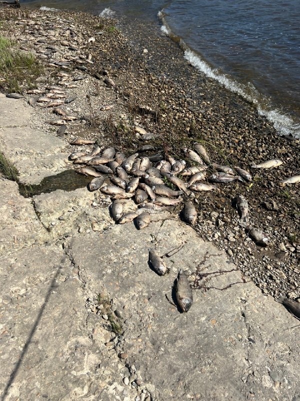 🐟 Берег у Волжской ГЭС оказался усыпан мёртвыми карасями