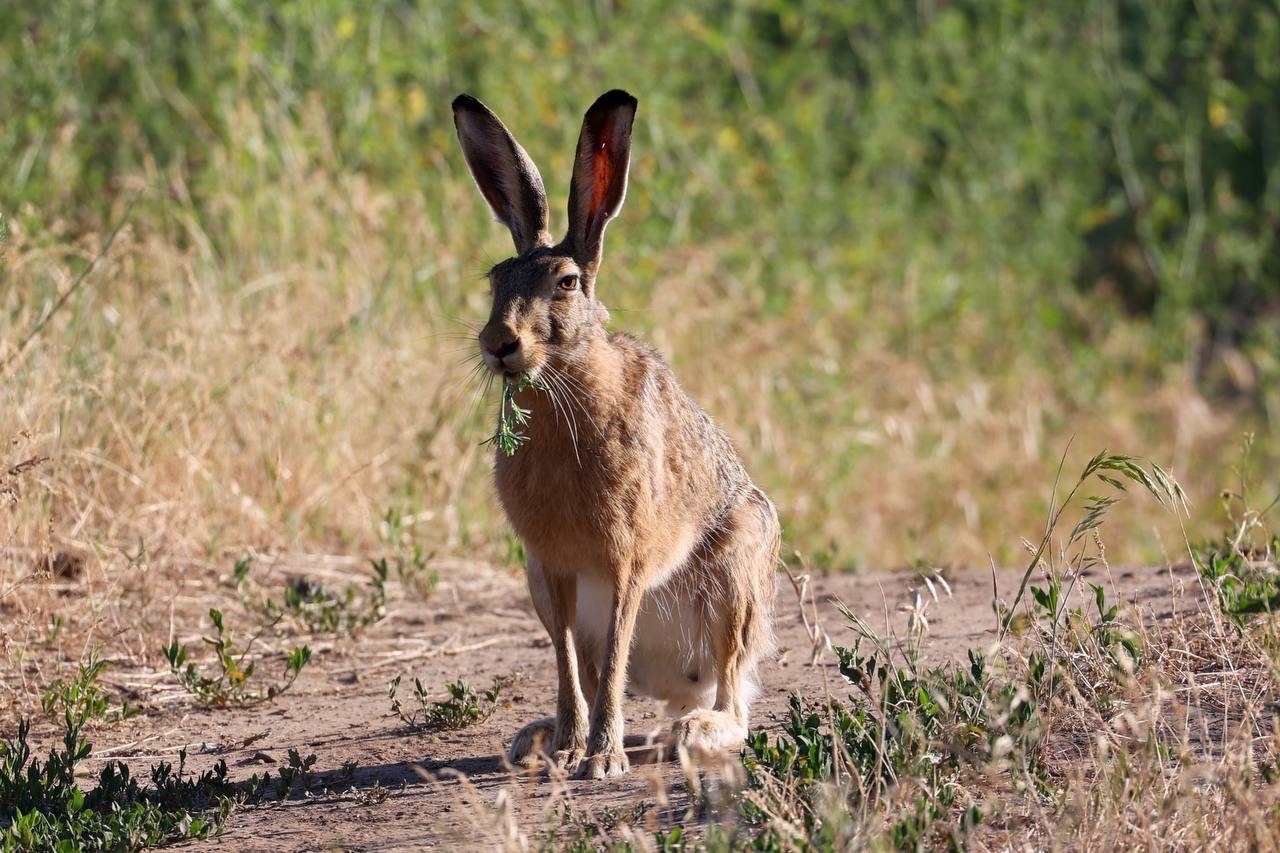 🐰 На Зелёном поймали на фоторужьё самого сурового зайца Волжского