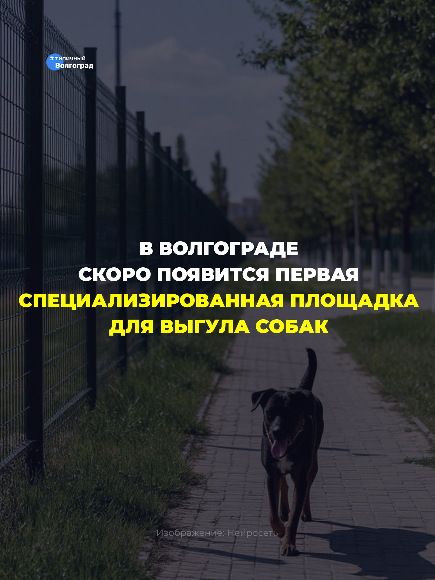В Волгограде скоро появится первая специализированная площадка для выгула собак! 👏😍