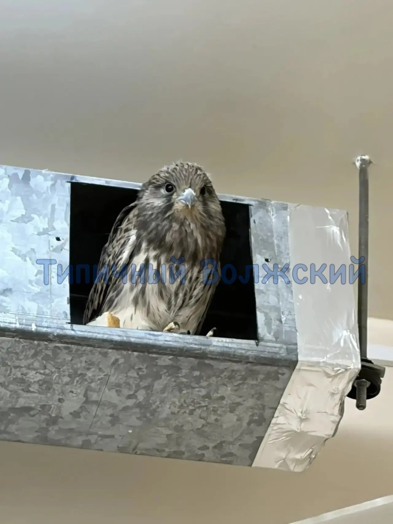 🦅 Спасение птенца пустельги в Волжском — настоящая история героизма!