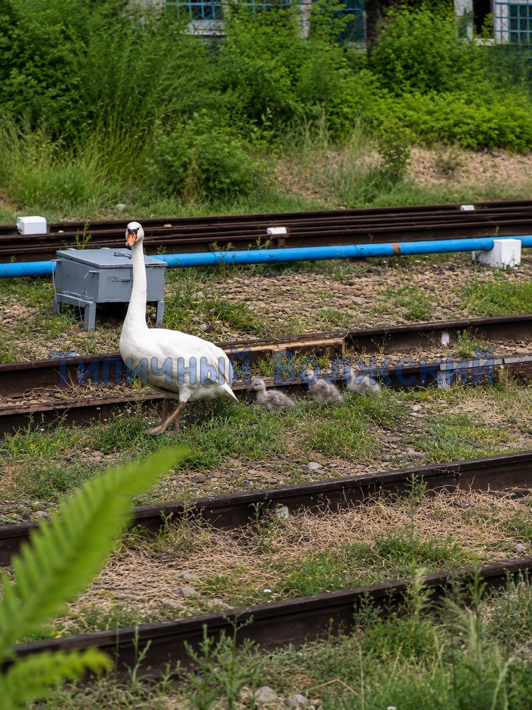 🦢 Настоящая операция по спасению: в Урюпинске помогли лебединой семье