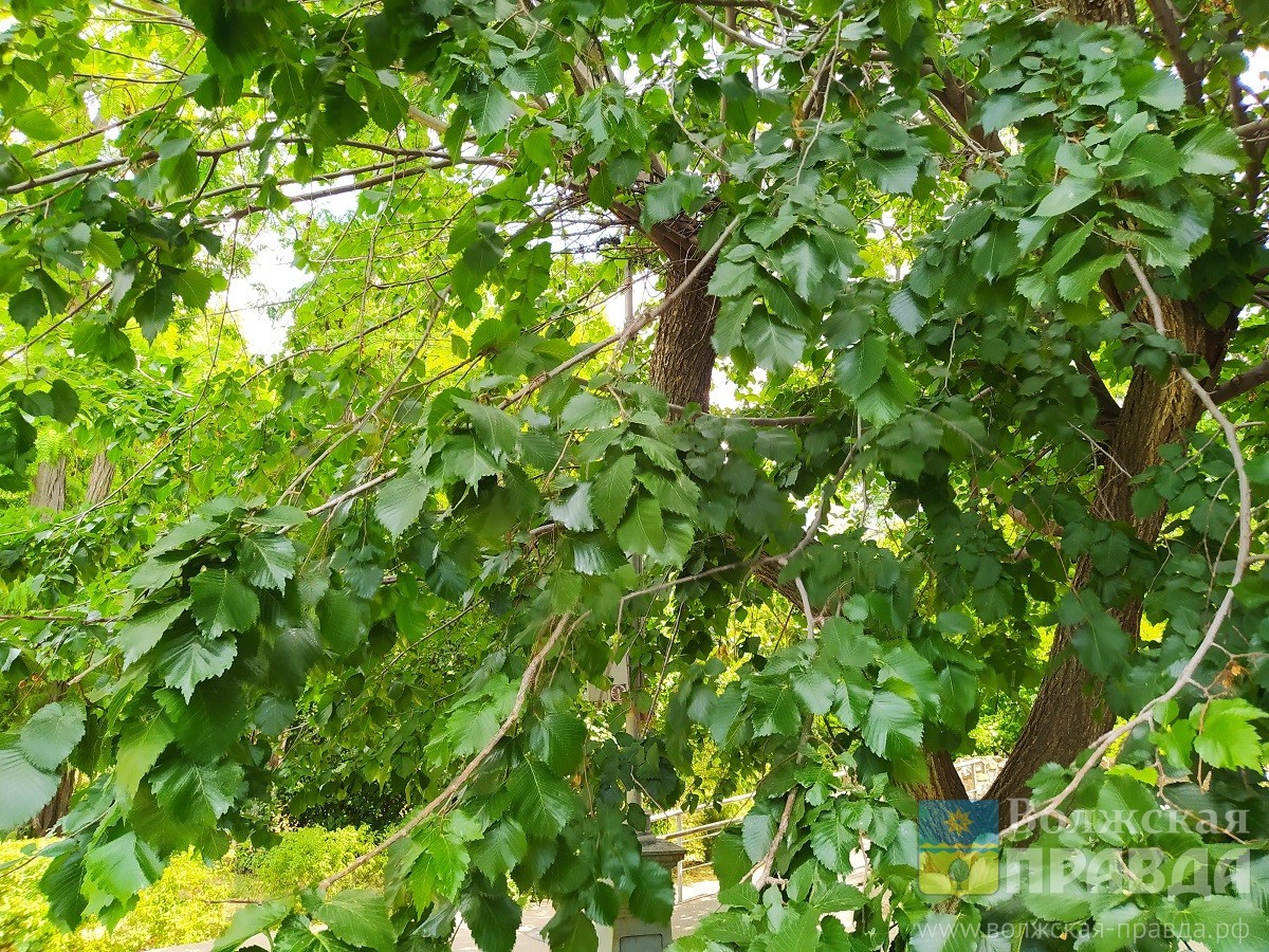 За спиленный клён два «лесоруба» из Волгограда заплатят 400 тысяч рублей