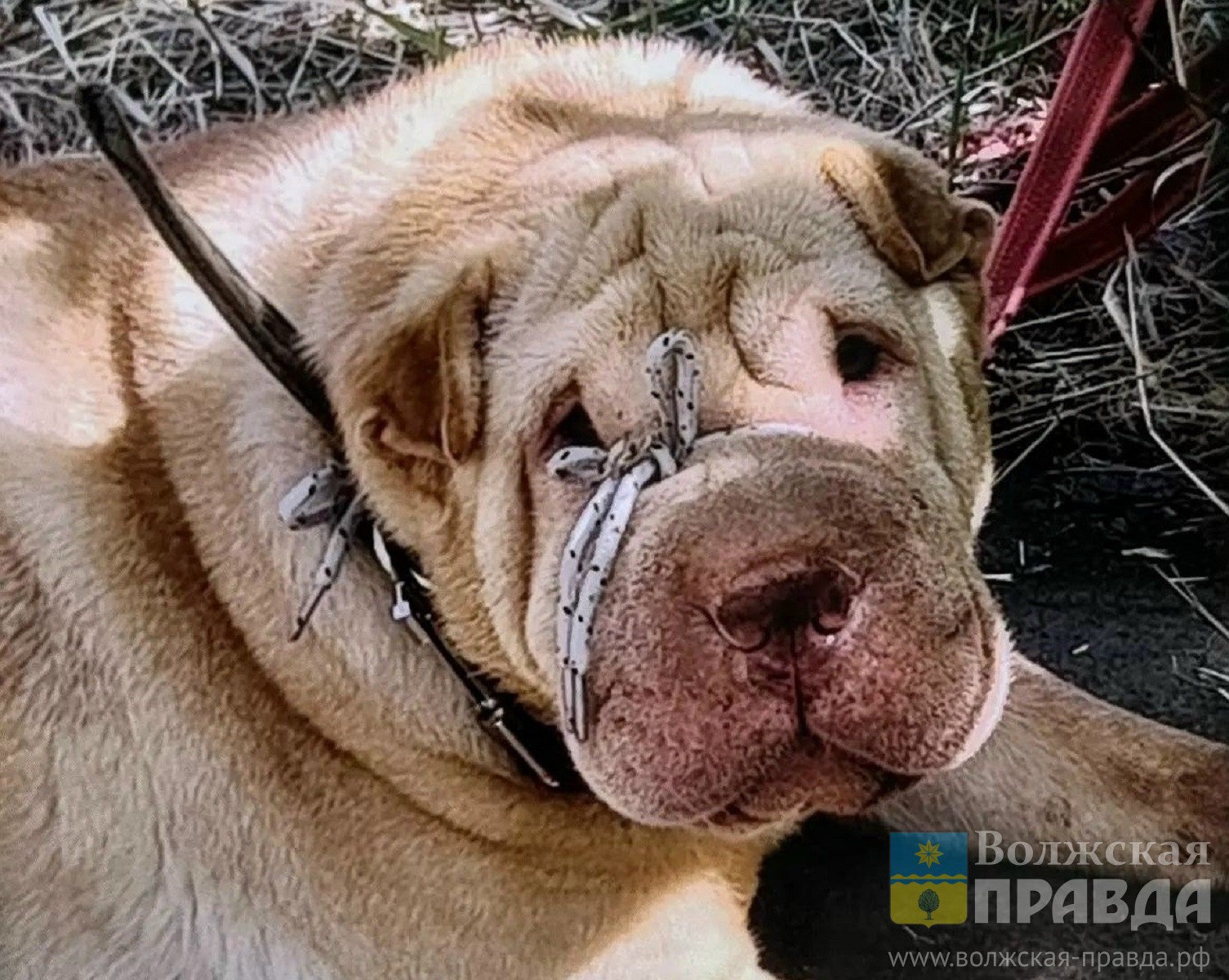 Удавка на морде и кровь на лапах: в Волжском шарпея привязали к дереву и бросили умирать