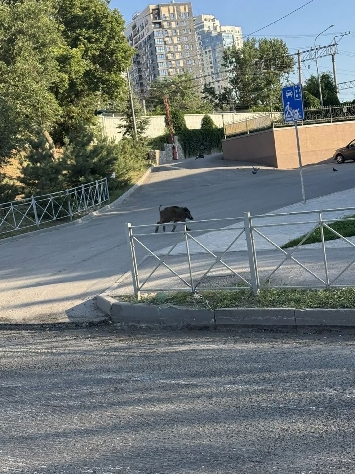 Хе-хе, в Волгограде на улице 7-й Гвардейской совершенно неожиданно волгоградцы встретили... дикого кабана! 😲🙌