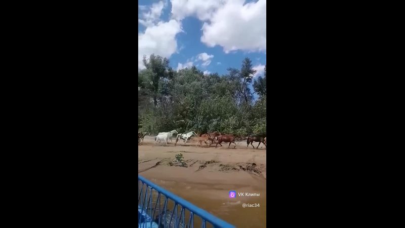 Семья Кудрявцевых из Волгограда совершенно случайно встретила огромный табун лошадей на острове Голодном! 👏😍