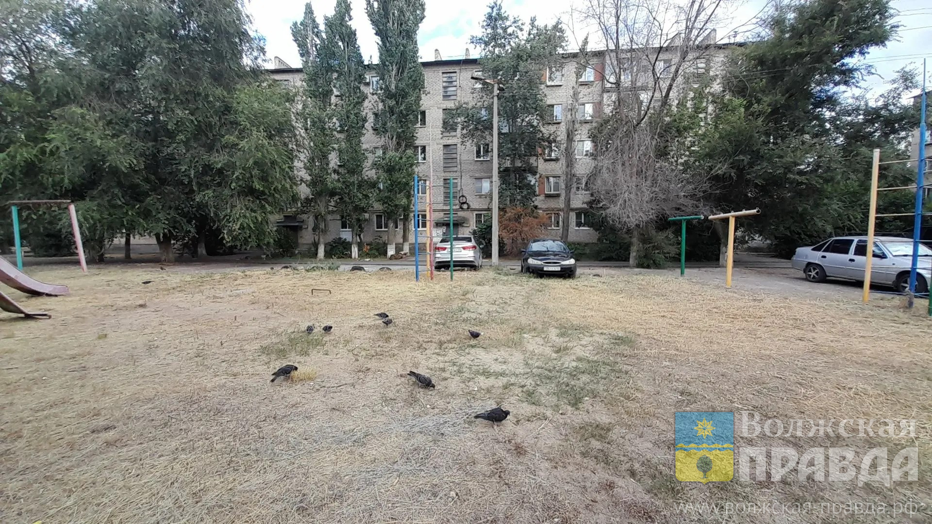 В Волжском соседи не могут найти компромисс по поводу кормёжки птиц
