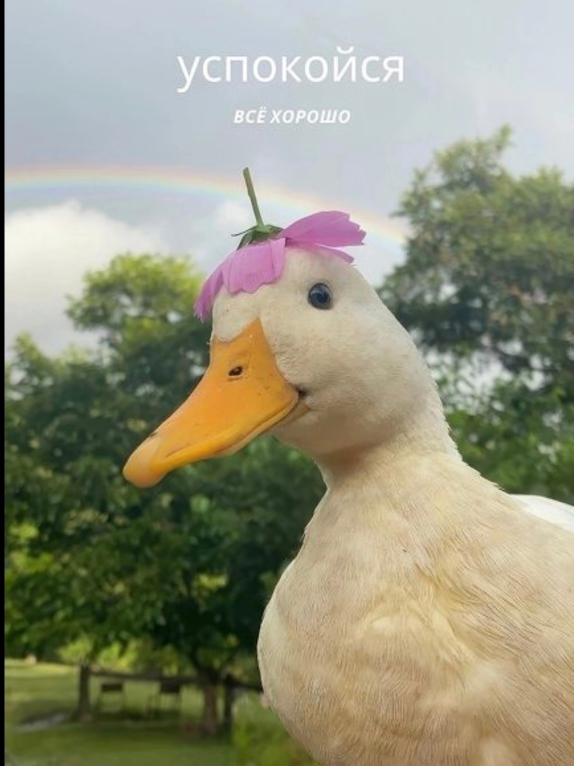 Доброе утро 🌸