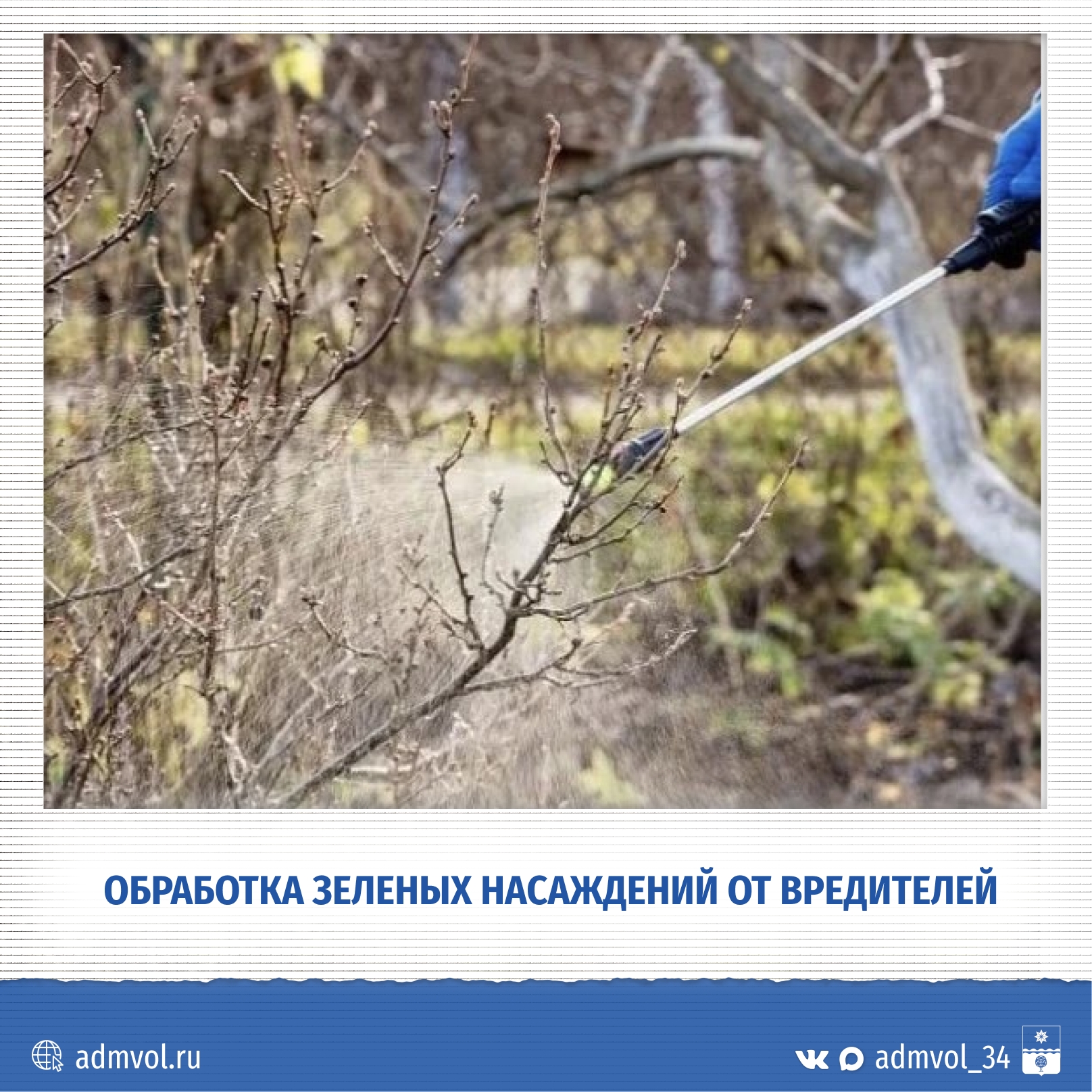 🌳 В Волжском на этой неделе обработают деревья от вредителей