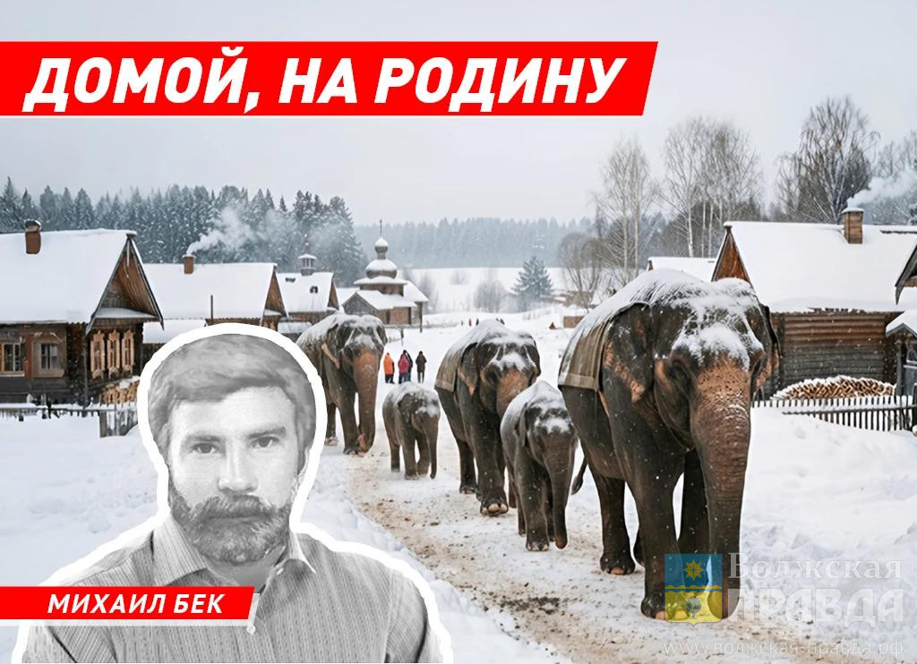 Домой, на родину. Почему слон так важен для русского человека