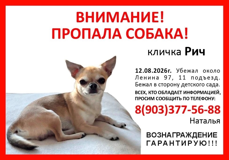 Помогите найти питомца 💔