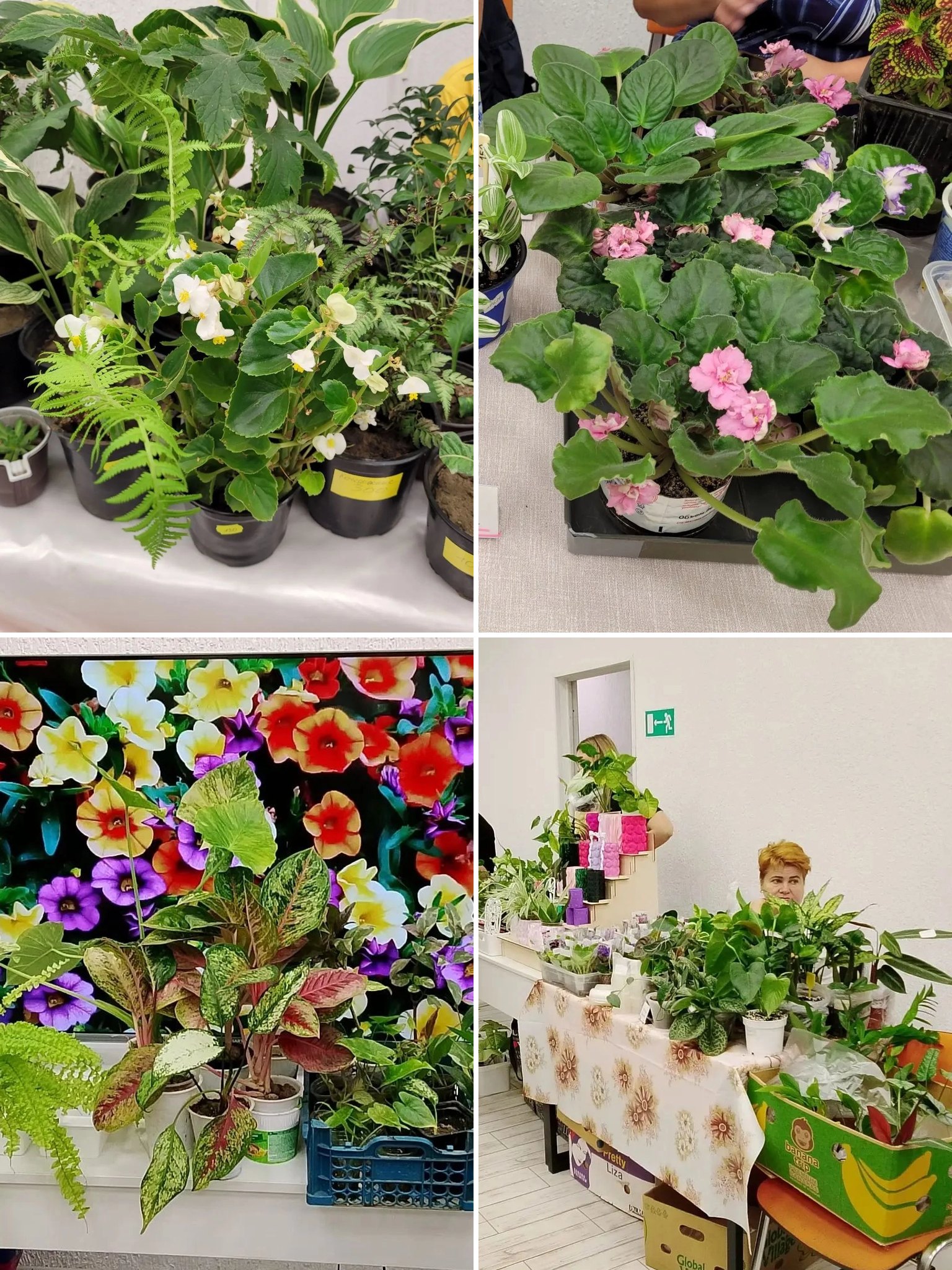 🌱 В Волжском появился клуб для любителей комнатных растений