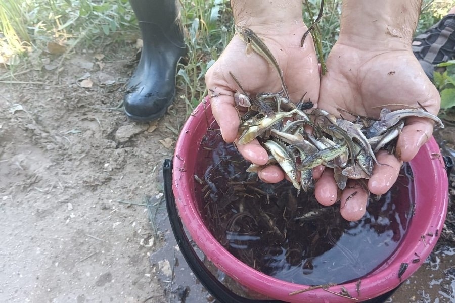 🐟 Более 4 миллионов мальков выпустили в Волгу и Волгоградское водохранилище