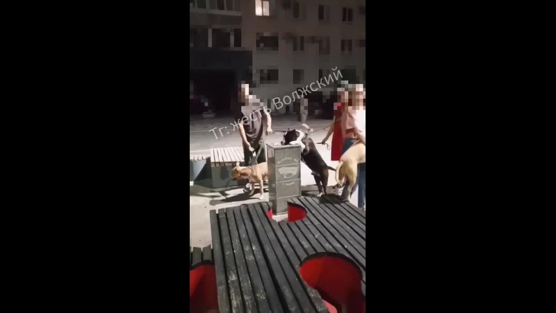 💦 Собачники утолили жажду питомцев прямо из питьевого фонтанчика