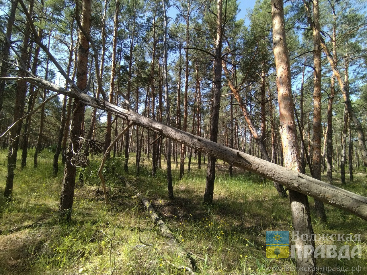 Стало известно, насколько продлили запрет на посещение лесов в Волгоградской области