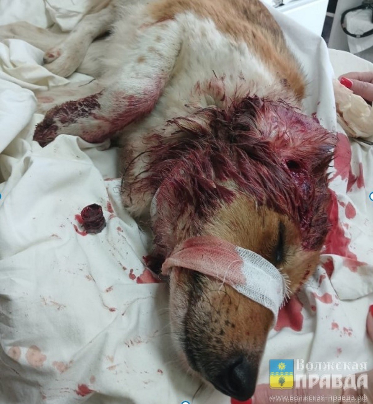 Волжанка предложила поставить памятник собаке, погубленной человеком