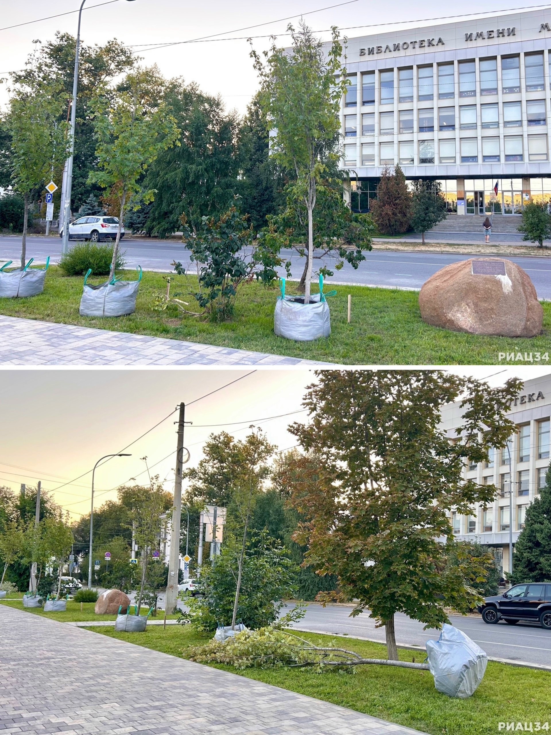 В сквере имени Симбирцева началась дополнительная посадка деревьев! 👏🏻🤩