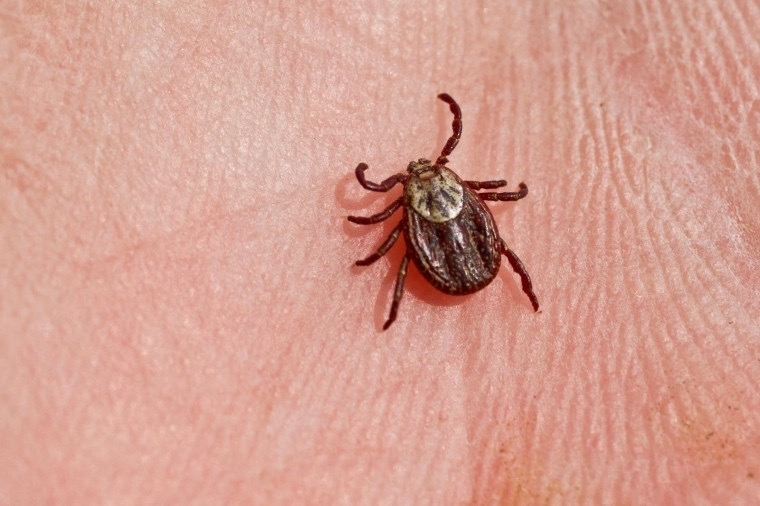 🕷️ В этом году в Волгоградской области после укуса клещей зафиксировали 4 случая боррелиоза и 3 — крымской геморрагической лихорадки