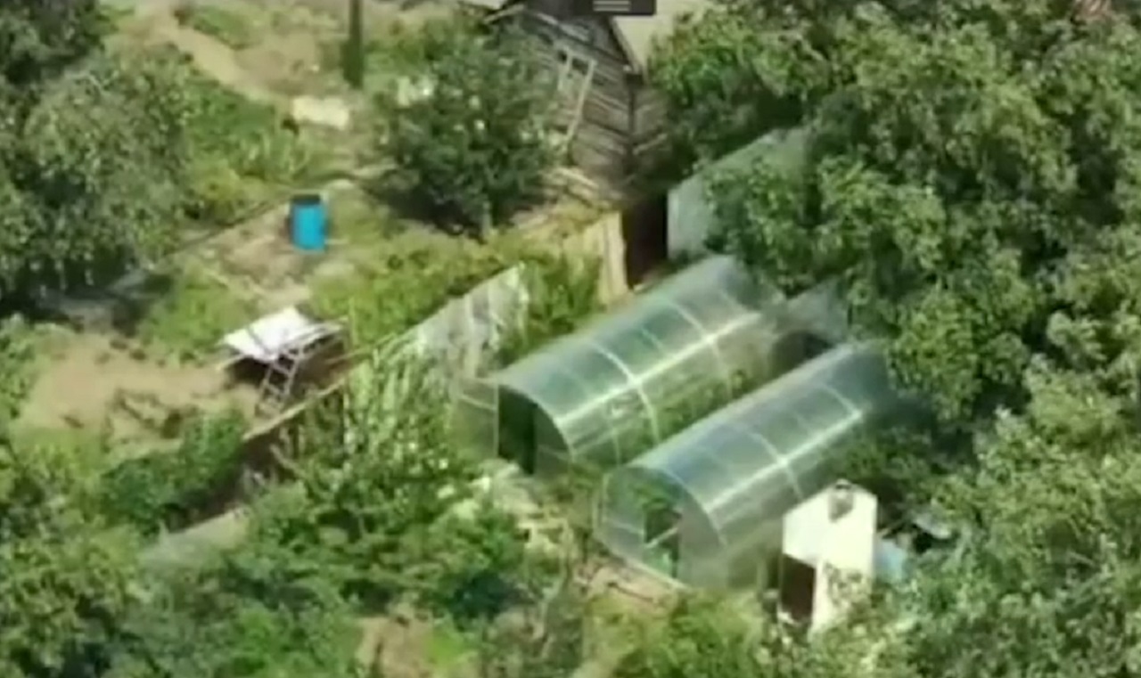 3 кг марихуаны для себя: задержан волжанин, организовавший на даче подпольную плантацию