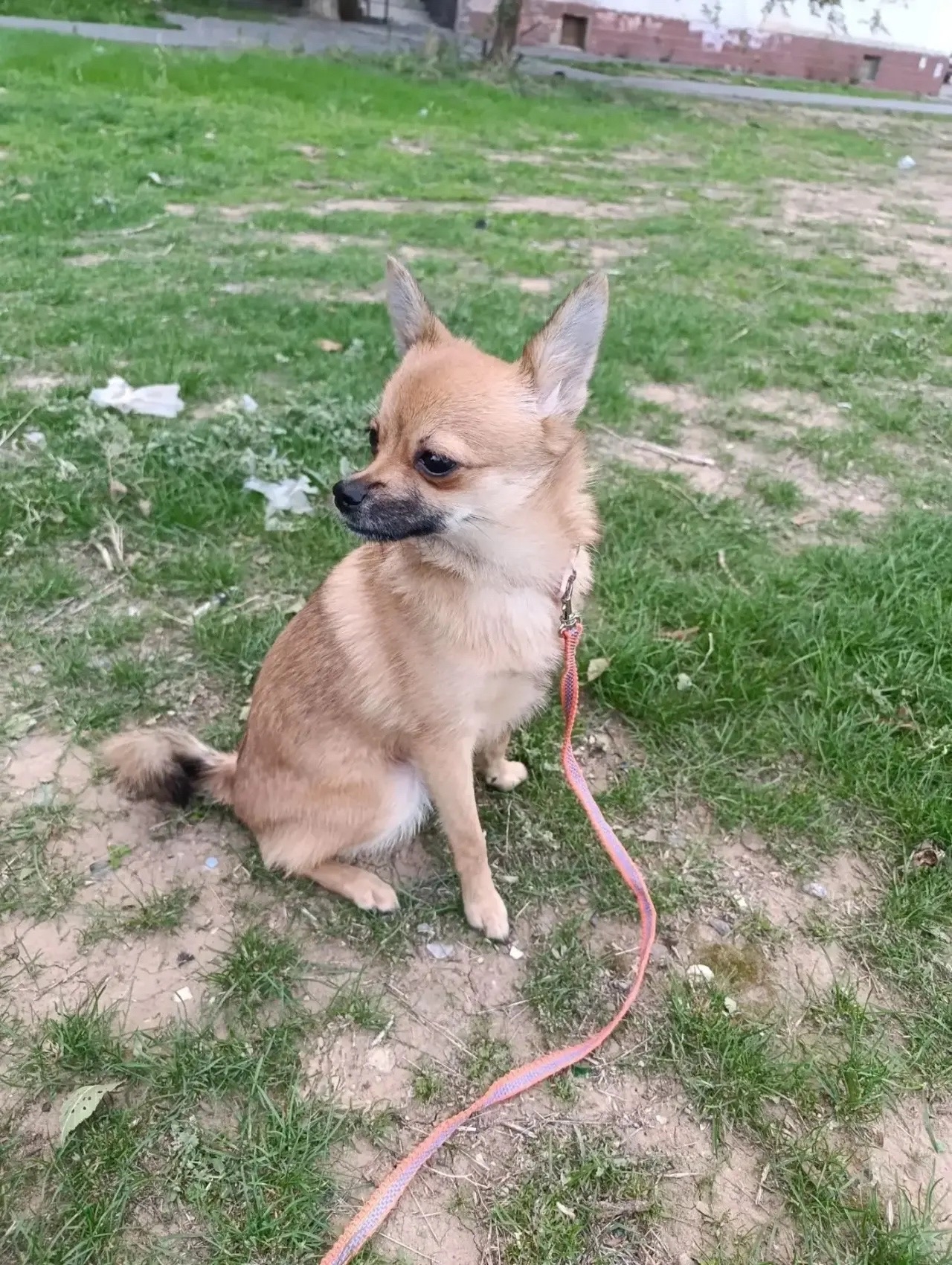 🐶 НАЙДЕНА СОБАКА!