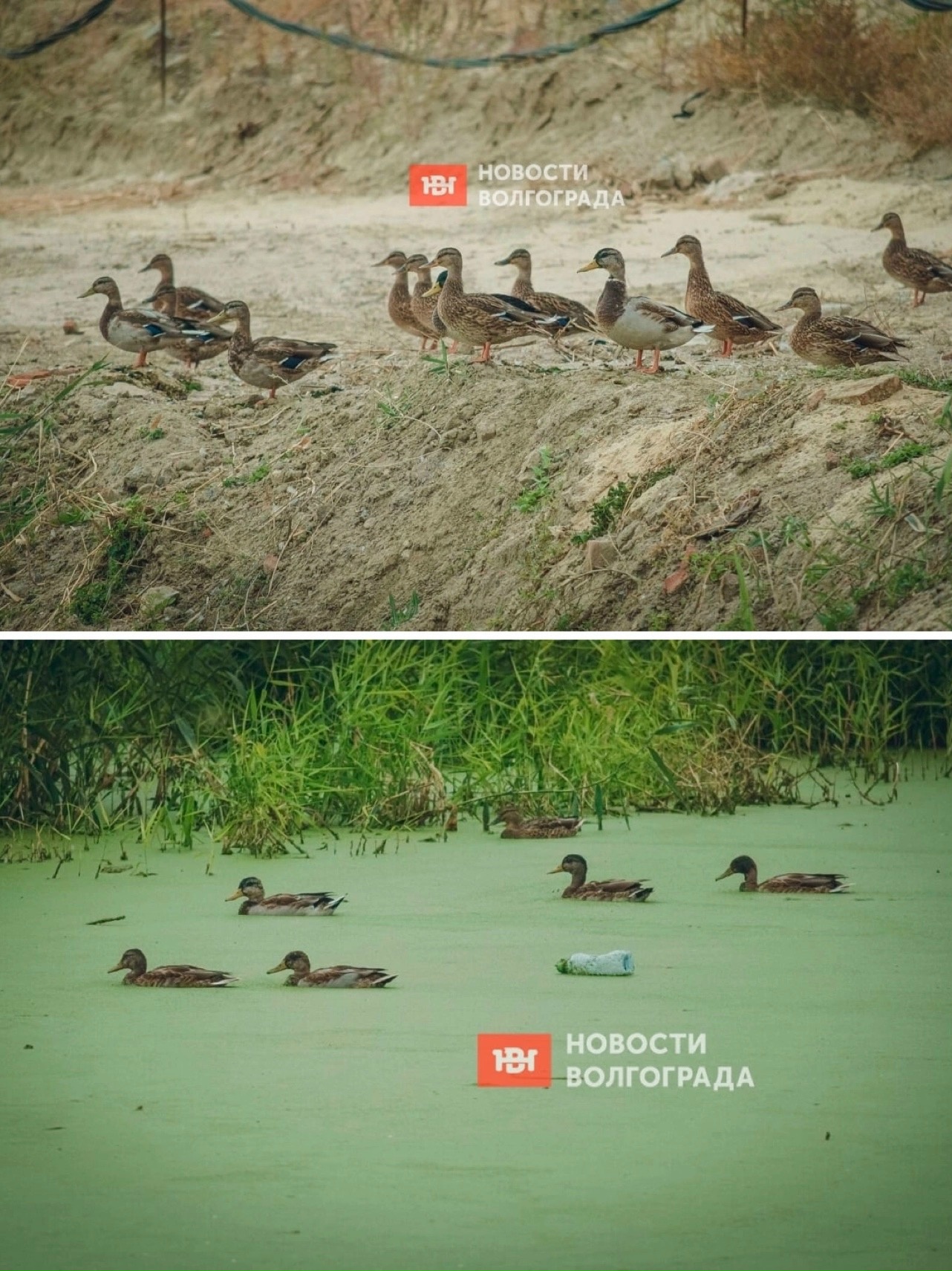Дикие утки облюбовали пруд у стройки технопарка «Сталинград»! 👏🏻🤩