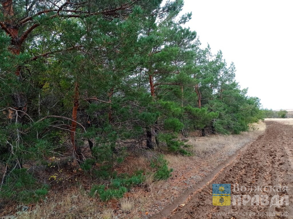 В Волгоградской области снимают запрет на посещение лесов