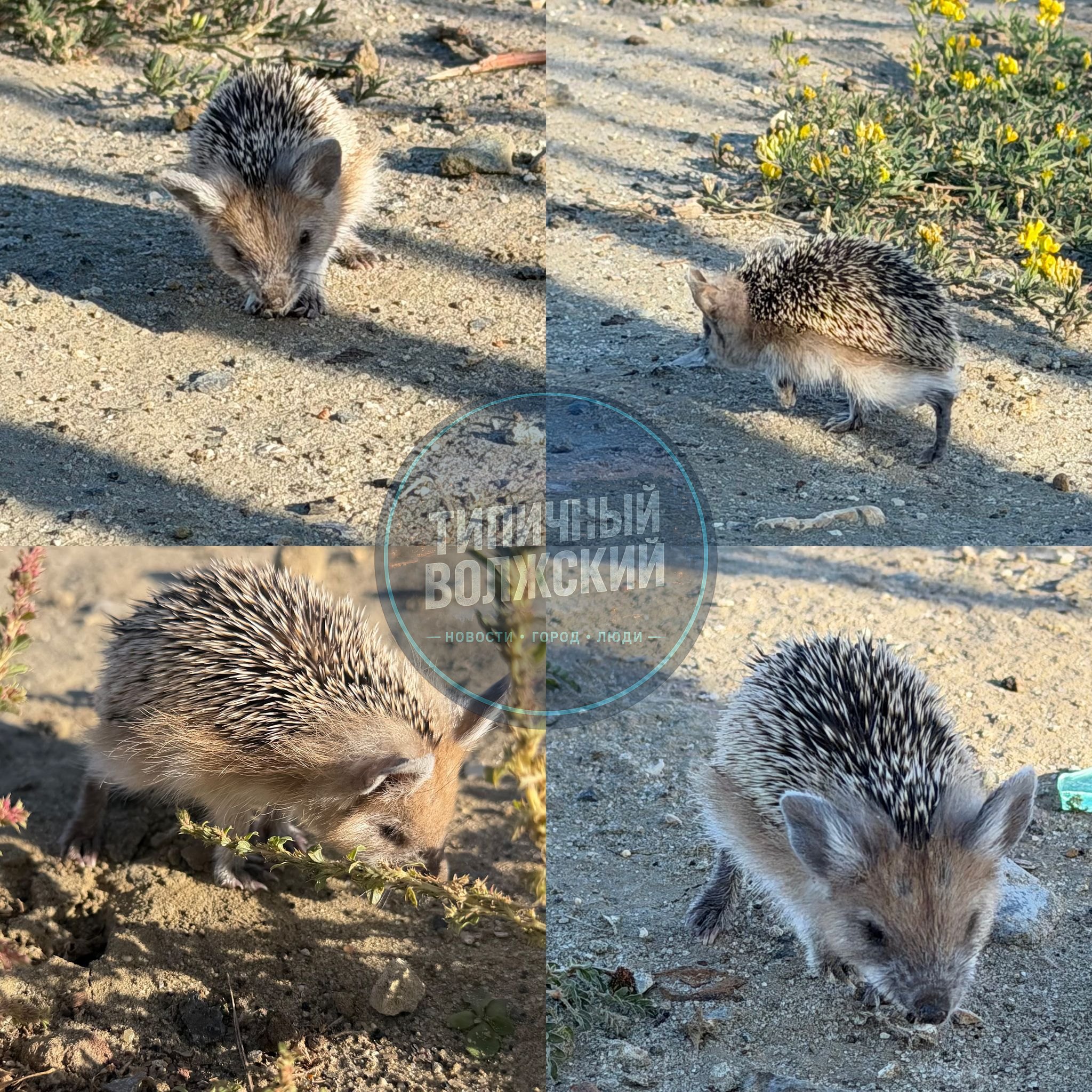 🐾 С пятницей, друзья! 🦔