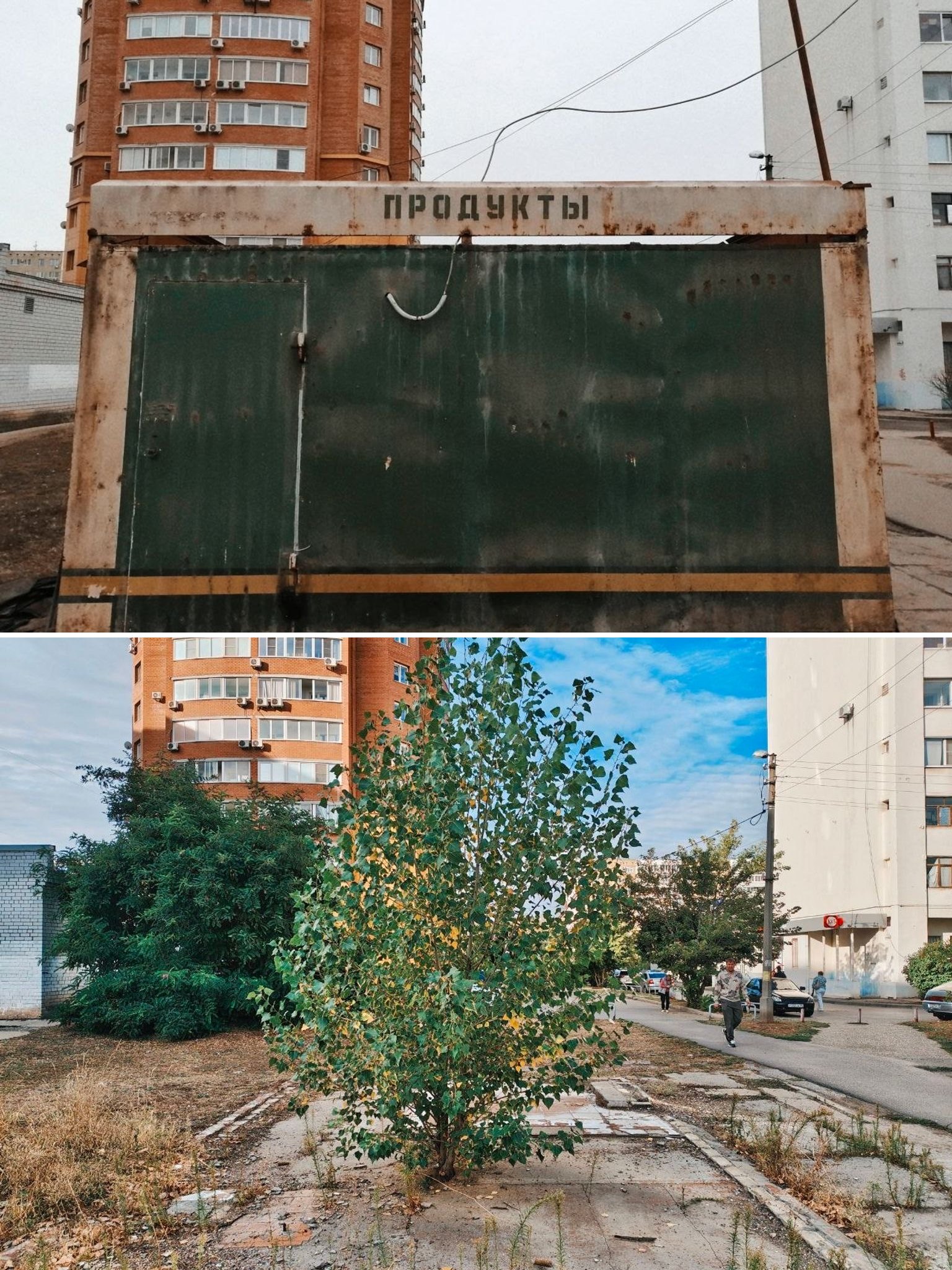 Прошло всего 7 лет — а природа уже начала забирать территорию обратно 😄🌳