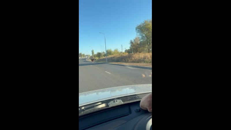 Жительница Волгограда встретила лошадь на улице Евгения Рогова. Животное спокойно двигалось в сторону Кировского района! 🐎🚗