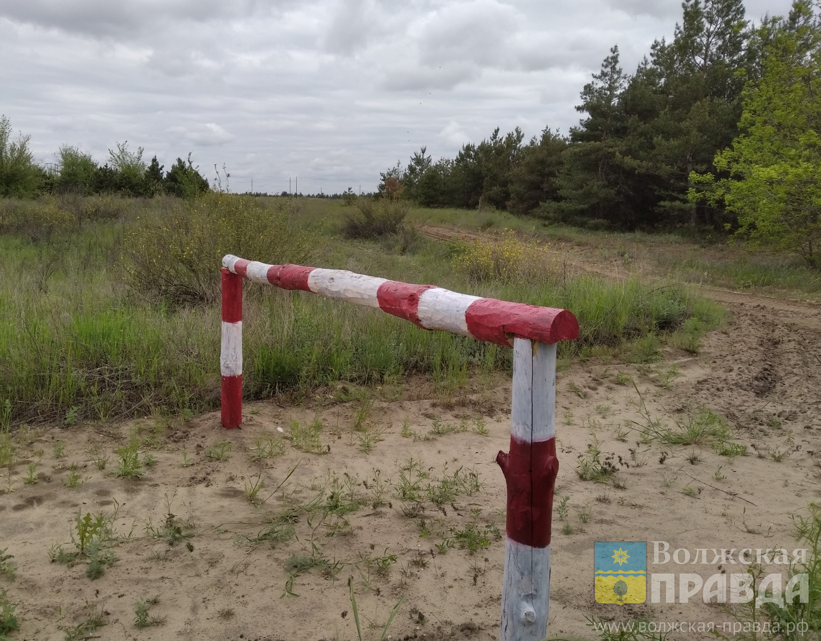 Рядом с Волгоградом нашли бешеную лошадь