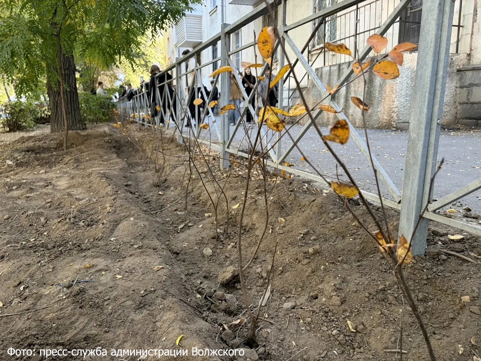 В Волжском началась осенняя посадка деревьев 🌳