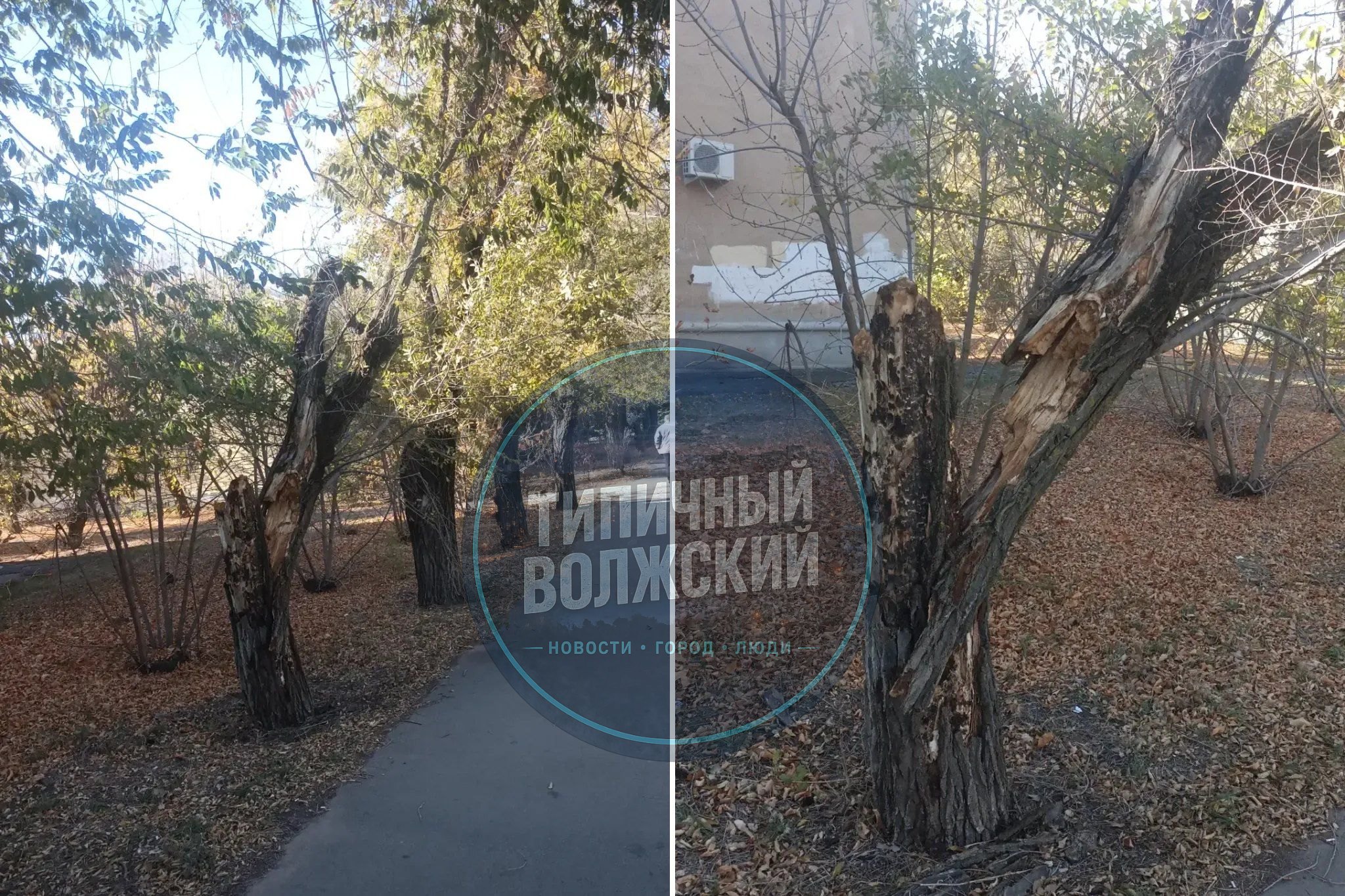 🌳 На улице Горького, 14 сломалось дерево!