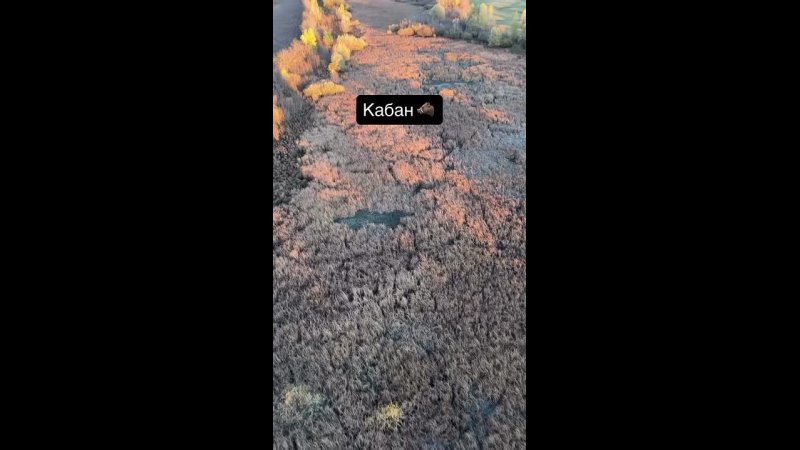 Волгоградцы случайно запечатлели утреннюю пробежку дикого кабана, пролетая над Волго-Ахтубинской поймой на воздушном шаре! 🎈🐗