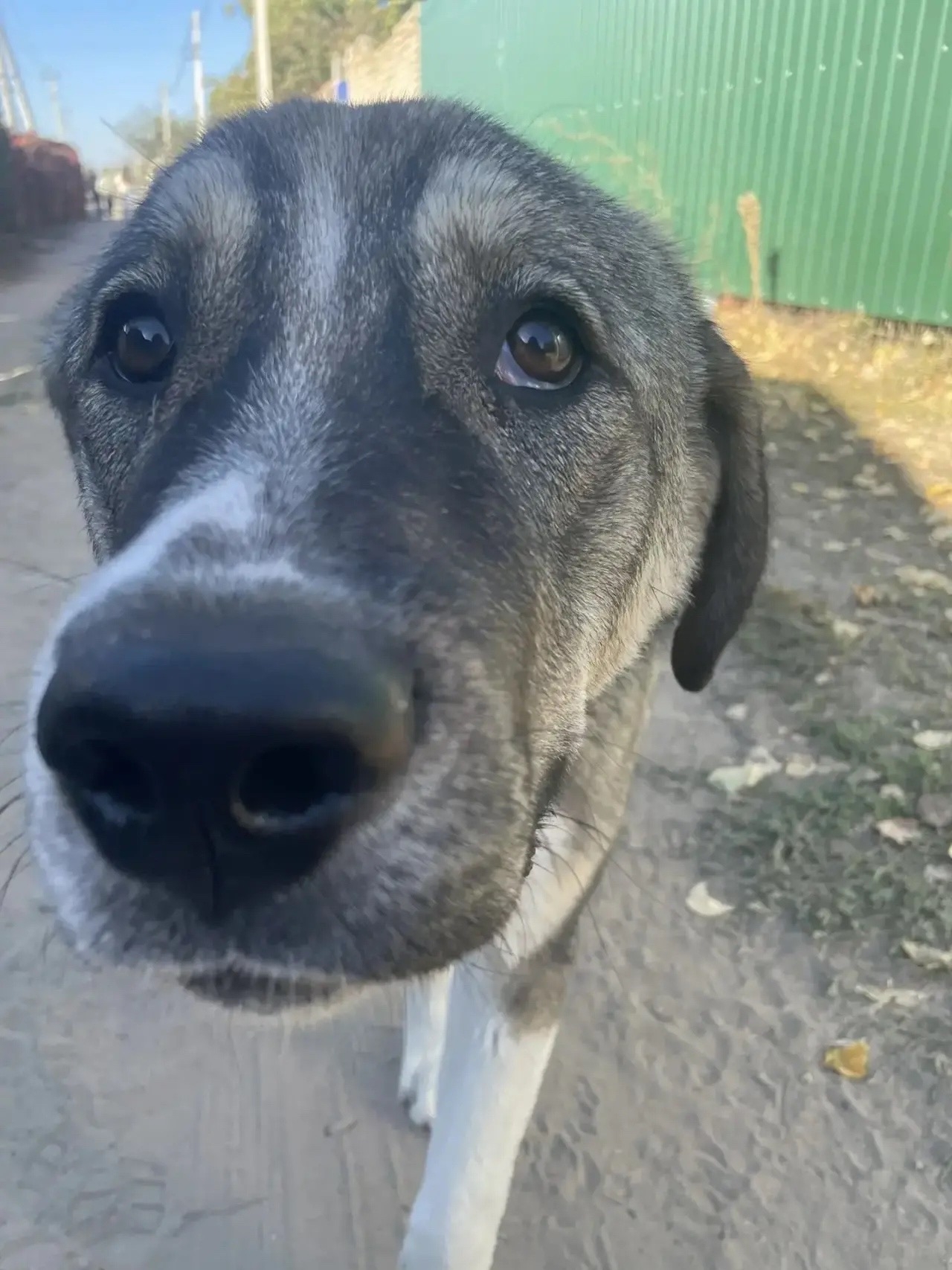 🐶 На Зелёном в СНТ «Урожай» прибился пёс — и он очень ждёт, что его заметят!