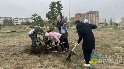 Зеленый город: этой осенью в Волжском высадили 5 тысяч деревьев и кустарников