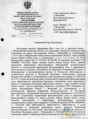 101 га на карантине: в волжской «Ботанике» нашли очаги опасной мозаики пепино