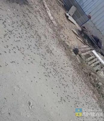 У Волжского СНТ «Тюльпан» осаждают полчища прожорливой саранчи