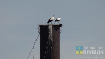 Почему поселившиеся вблизи Волжского аисты улетели раньше обычного