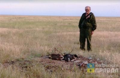 17 пар степных орлов в Волгоградской области стали родителями