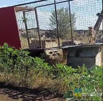 Вольеры перевёрнуты прямо с собаками: волжский ураган не пощадил приют «Уголёк»