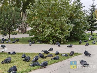 Нам пишут: волжане обсуждают спасенных птенцов, подозрительные вещи и внутридворовые свалки