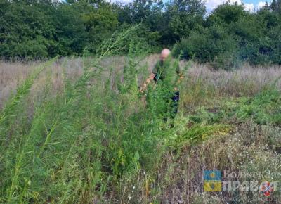 В 8 районах Волгоградской области уничтожены 14 очагов конопли