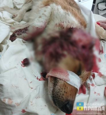 Ружьё с лицензией изъяли: в Волжском обезоружили стрелка, убившего Лесси