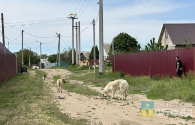 Безопасность людей в приоритете: депутат Госдумы из Волгограда предложил решение проблемы безнадзорных животных
