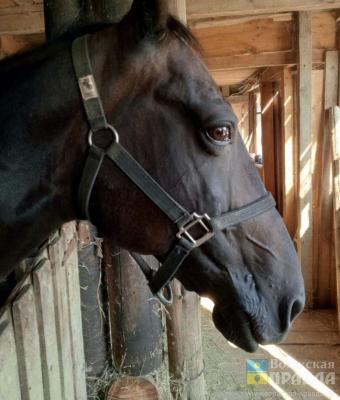 Безбожный цокот: по Волжскому прогуливается удравшая из храма лошадь  